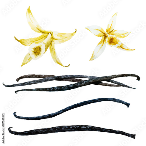Watercolor vanilla pod and orchid flower