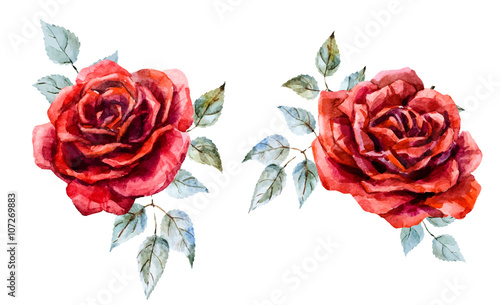 Watercolor red rose