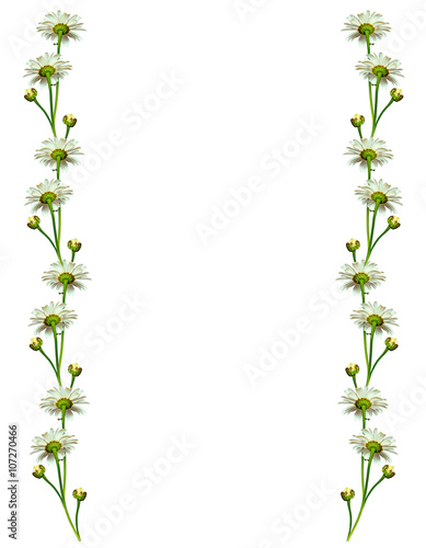 daisies summer white flower isolated on white background.