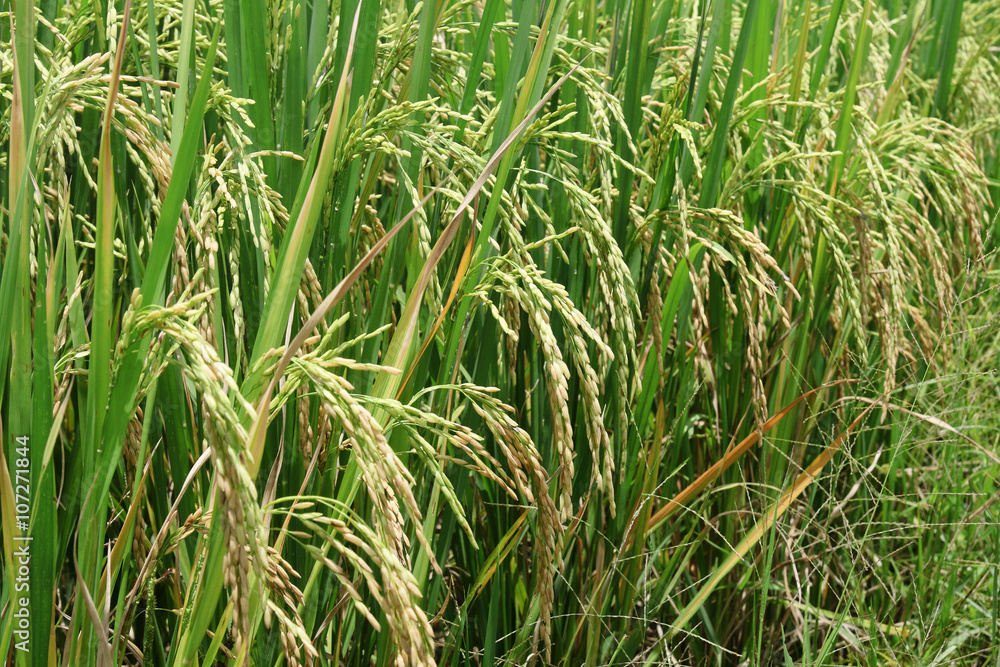 Obraz premium Green rice paddy