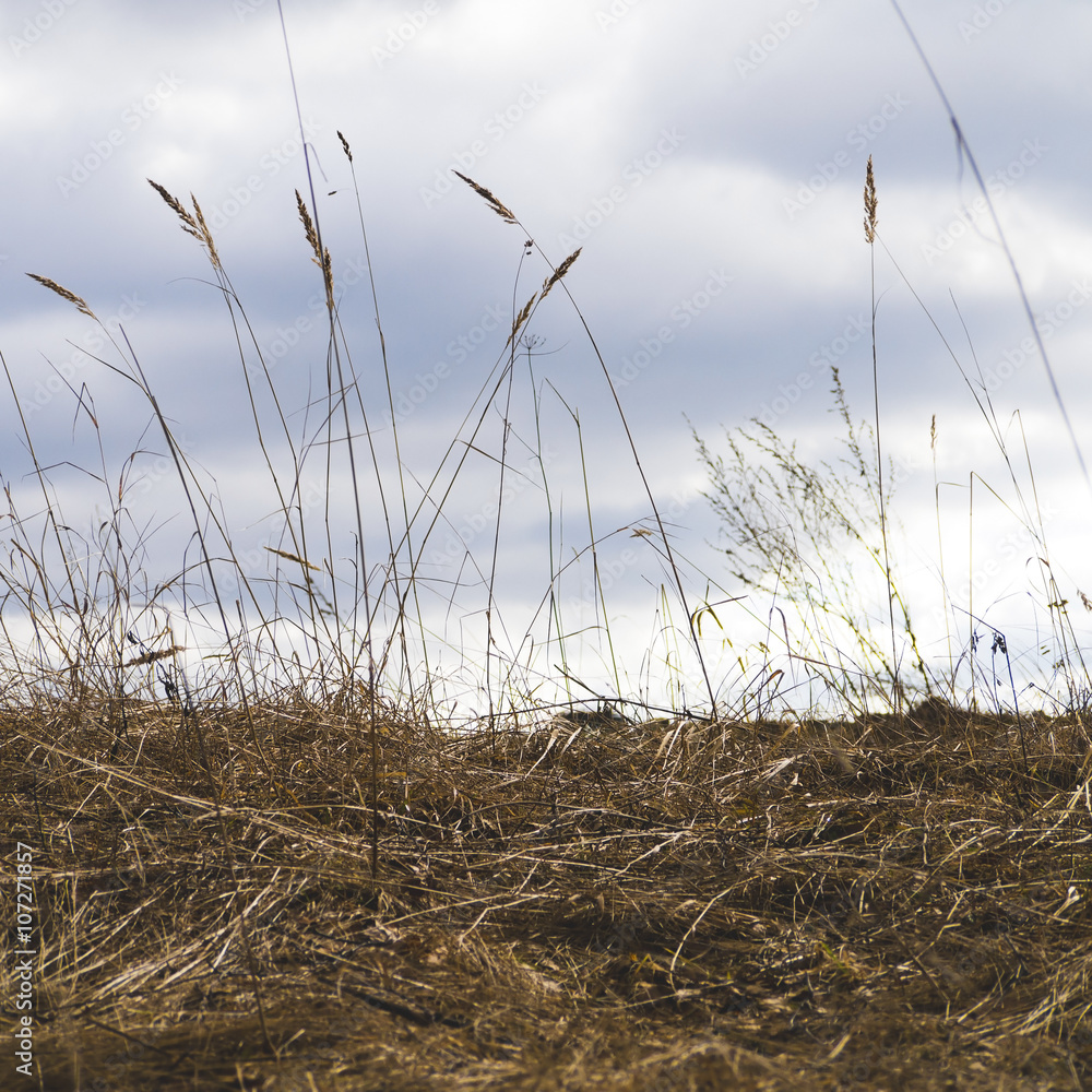 Obraz premium .field with dry grass and spikelets