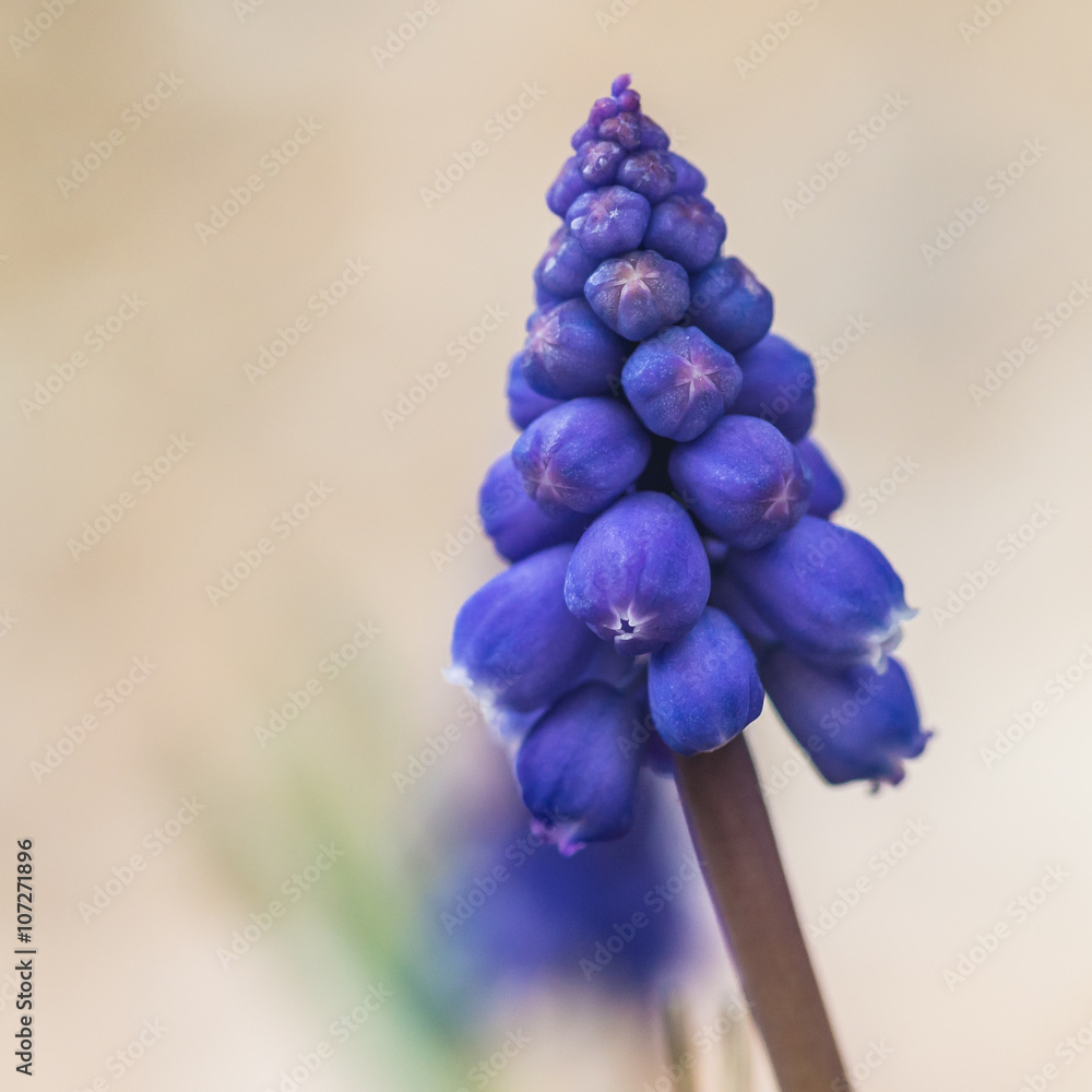 Grape Hyacinth