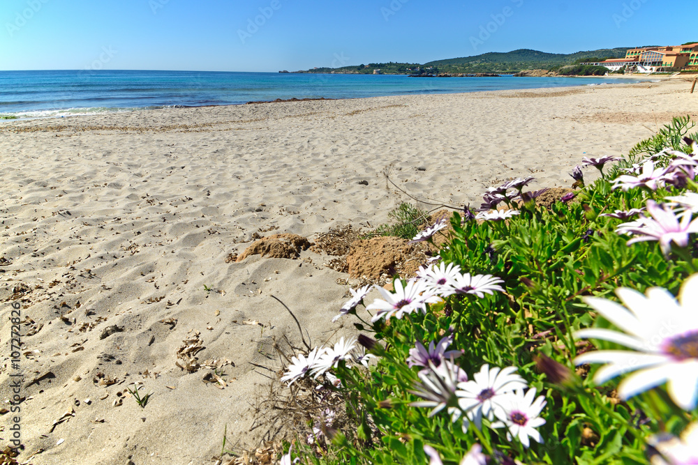 daisies by the shore in Le Bombarde beach daisies by the shore in Le Bombarde beach
