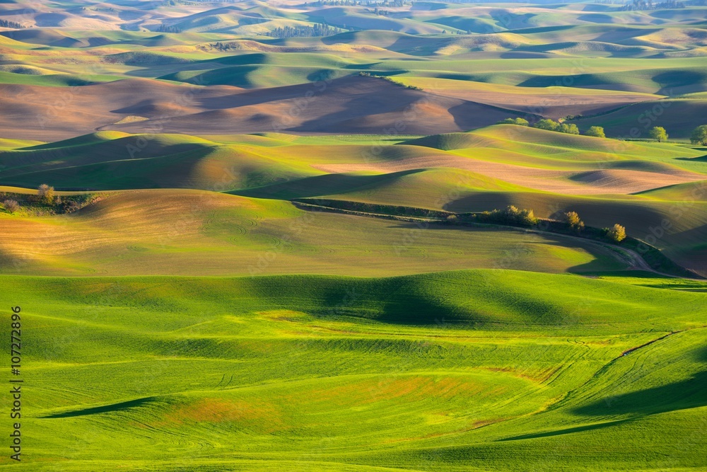Obraz premium The rolling hills farmland at sunset. Palouse Hills in Washington, United State of America.