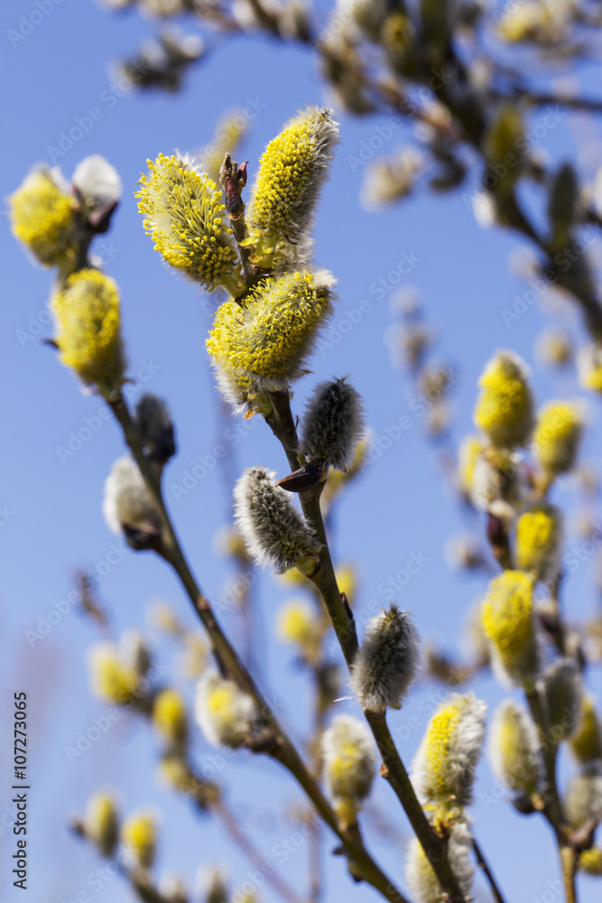 a willow is blossom