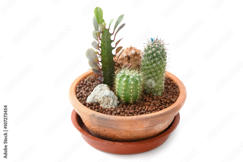 Miniature succulent plants in clay pot Miniature succulent plants in clay pot
