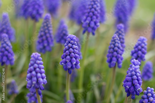 Muscari blue flower macro - spring flower meadow