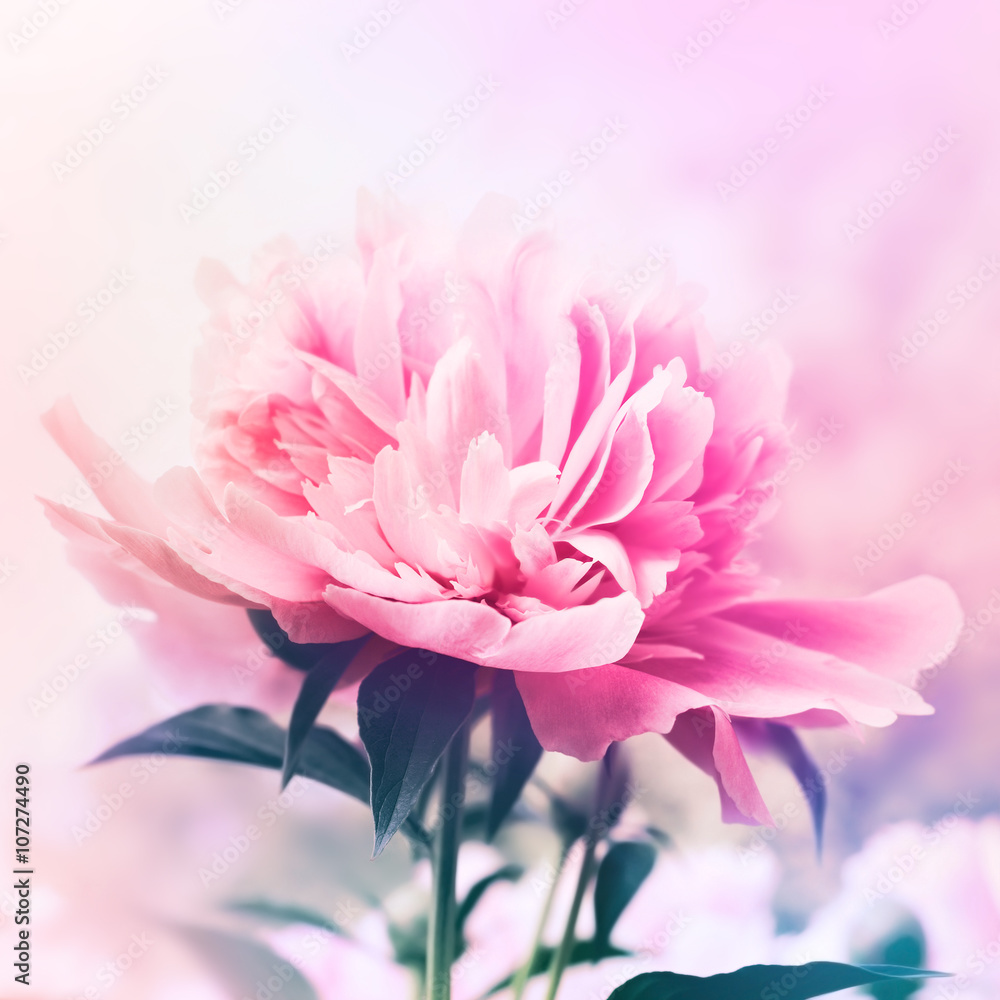 Peony floral background Peony floral background