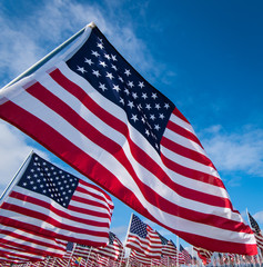 Field of American Flags