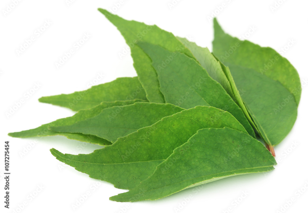 Fototapeta premium Curry Leaves