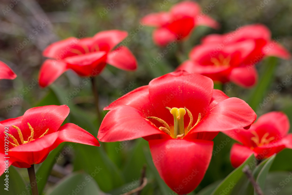 red lily flower , red lily hair flowers red lily flower , red lily hair flowers