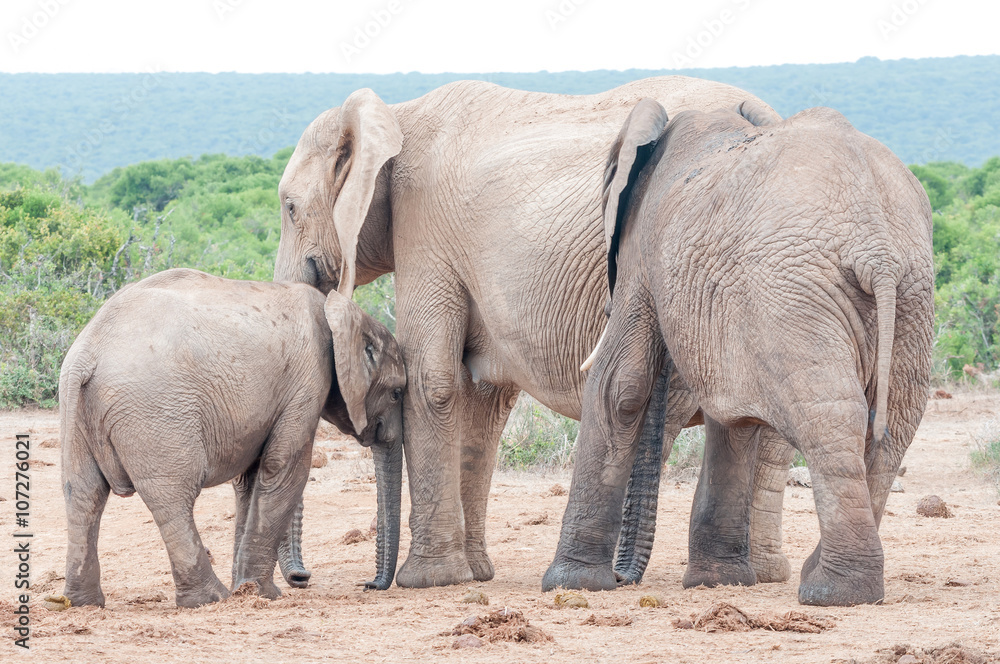 Obraz premium Elephant calf seeking affection from its mother