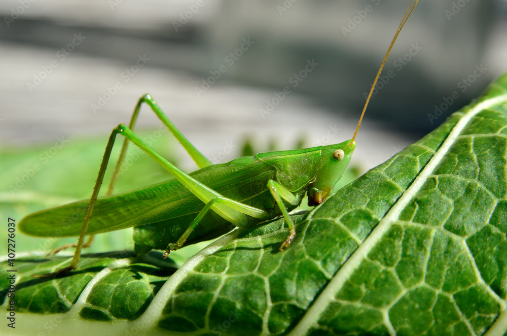 Young, green grasshopper eats the leaves in the garden Young, green grasshopper eats the leaves in the garden