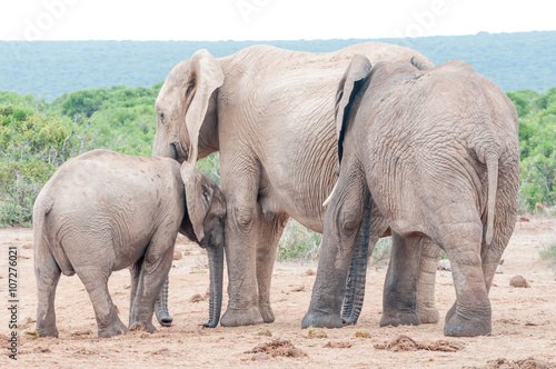 Elephant calf seeking affection from its mother