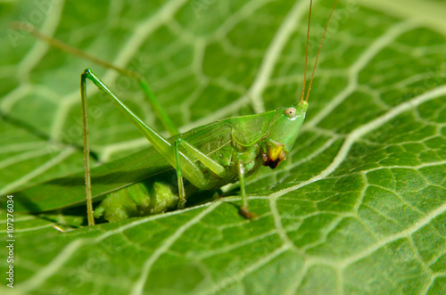 Young, green grasshopper eats the leaves in the garden