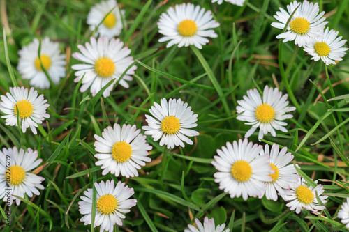 daisies in meadow  white daisy flower macro