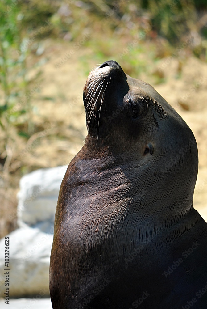 Naklejka premium Animal - Sea Lion