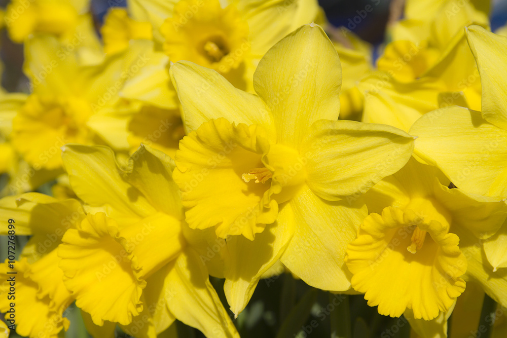 narciso fiore narcissus narciso fiore narcissus