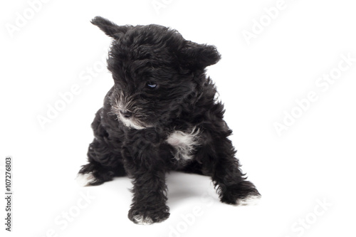 close up image of black puppy