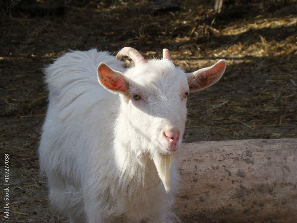 goat, goat is one of the first domesticated animals goat, goat is one of the first domesticated animals