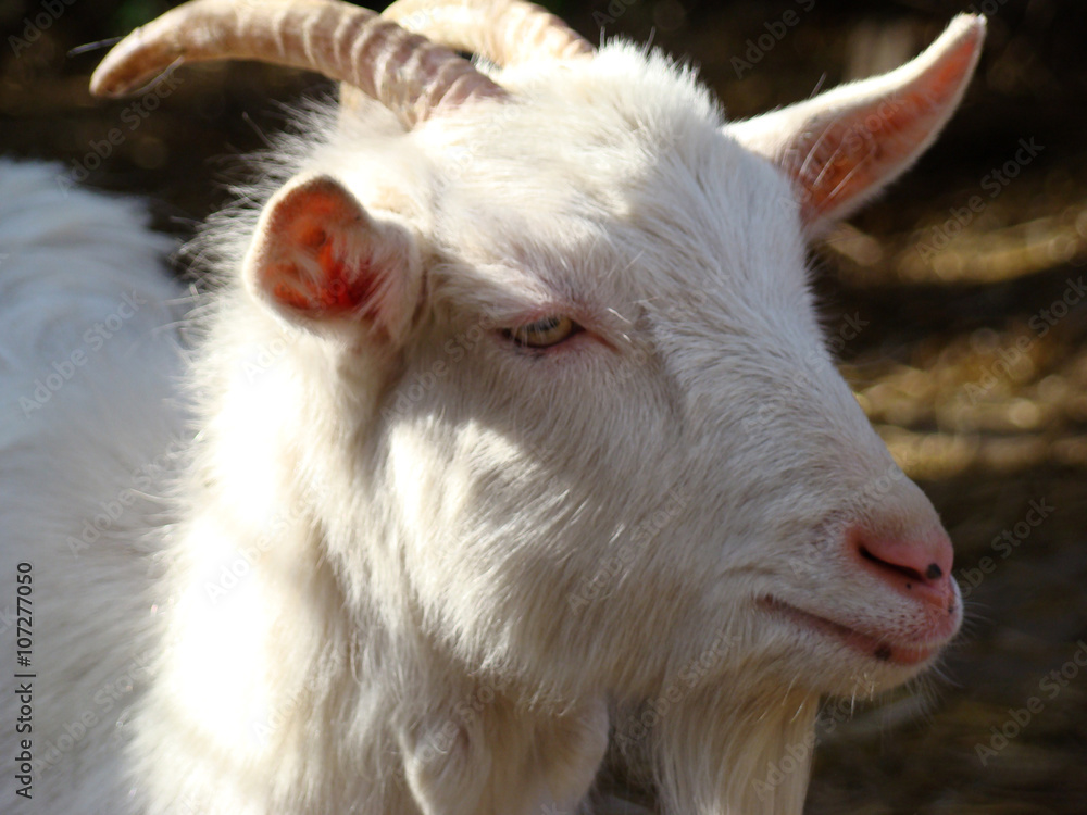 Fototapeta premium goat, goat is one of the first domesticated animals 