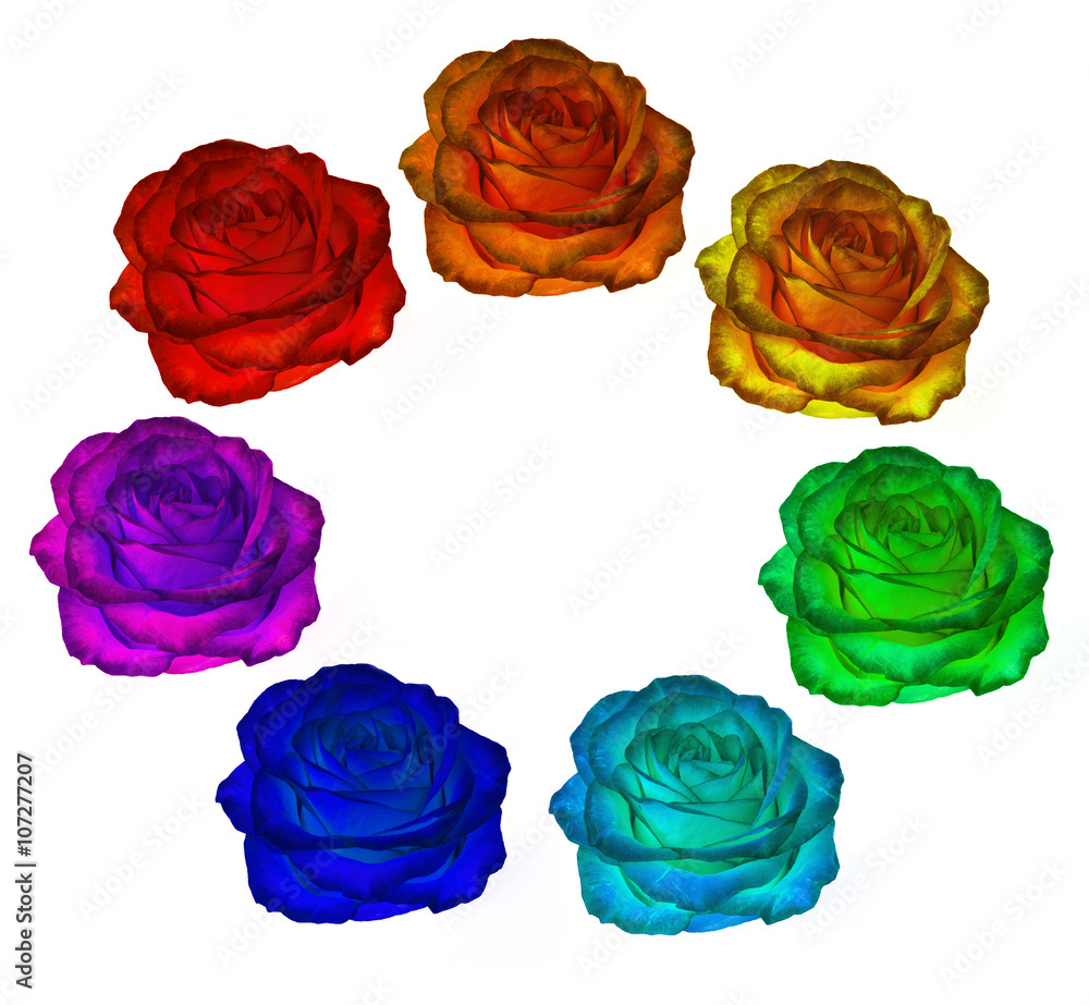 Roses of all colors of the rainbow on a white background. clipar Roses of all colors of the rainbow on a white background. clipar