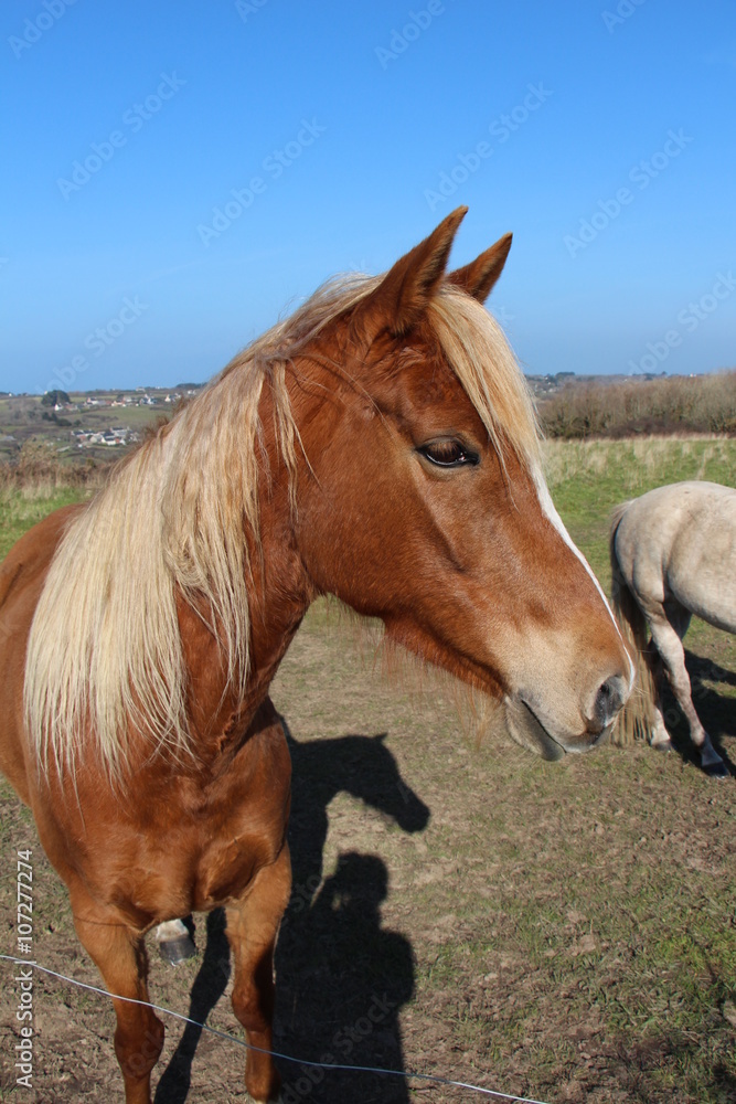 Chevaux au pré