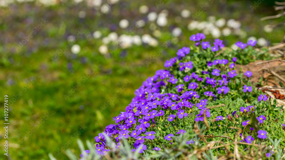 Obraz premium Purple Aubrieta flowers