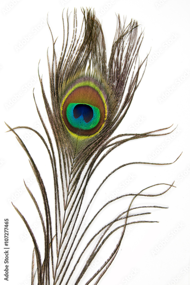 Naklejka premium Pfauenfeder