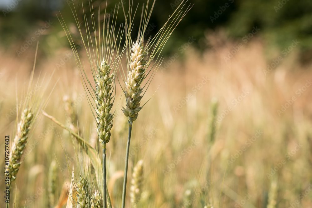 Fototapeta premium Wheat field in a beautiful sunny day
