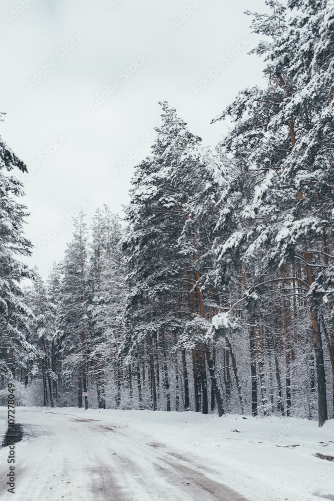 Receding into the distance the road in the winter pine forest Receding into the distance the road in the winter pine forest