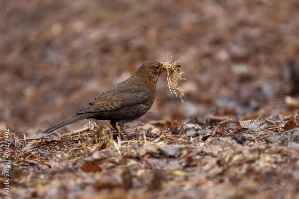 Obraz premium Common blackbird gathers grass for nest