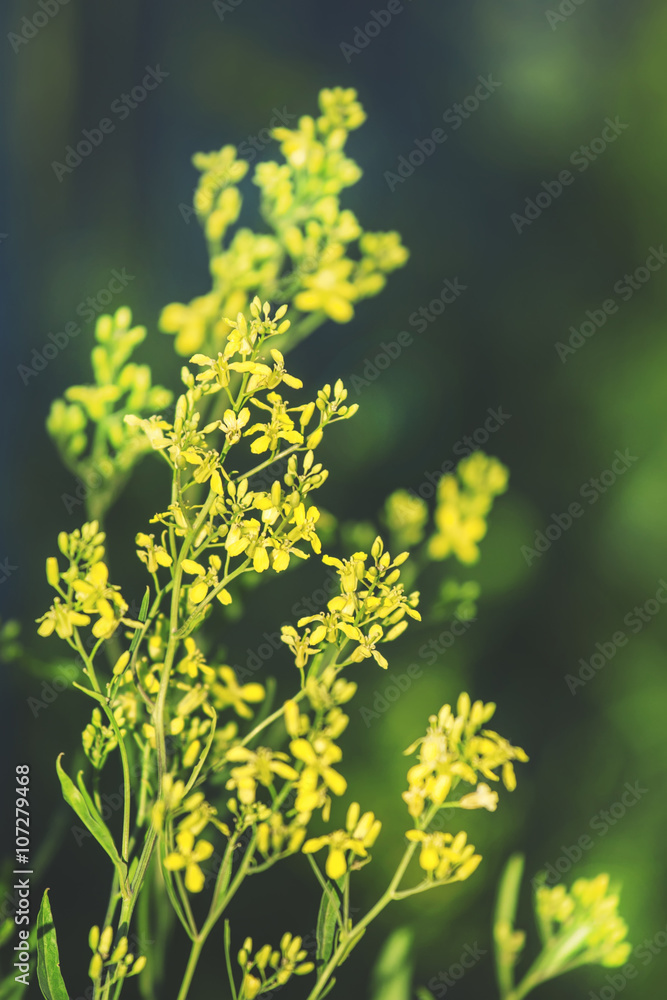 Summer natural background, small yellow flowers, backlit, blurre Summer natural background, small yellow flowers, backlit, blurre