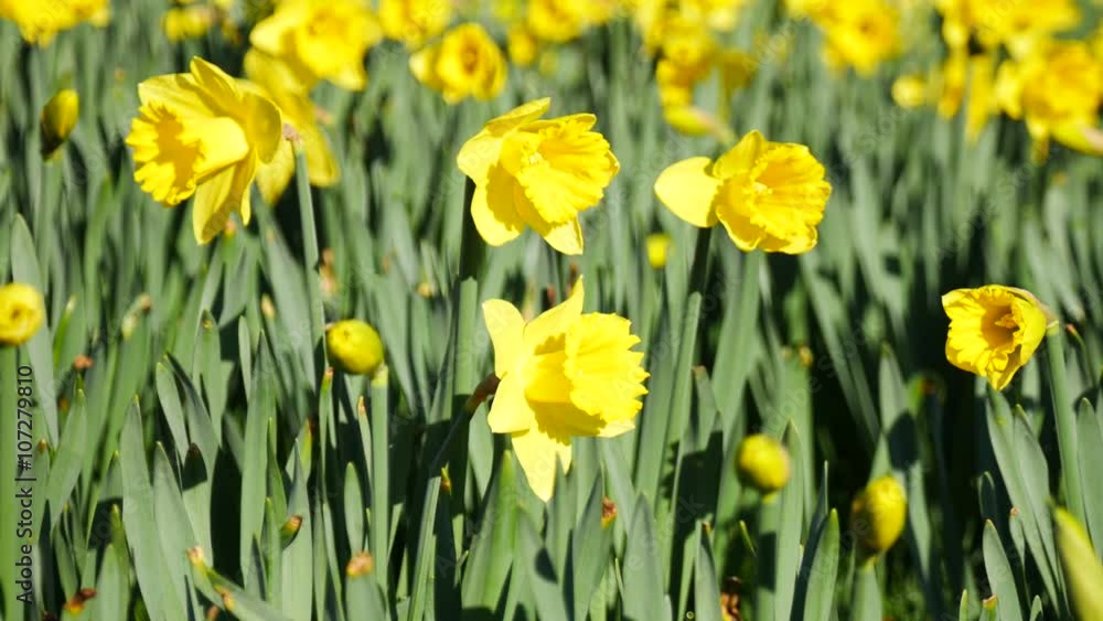 Lovely yellow daffodil flowers blooming in the spring
Lovely yellow daffodil flowers blooming in the spring