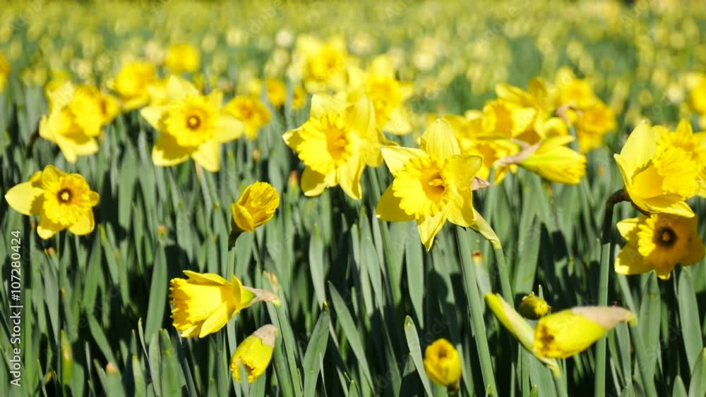 Lovely yellow daffodil flowers blooming in the spring
Lovely yellow daffodil flowers blooming in the spring