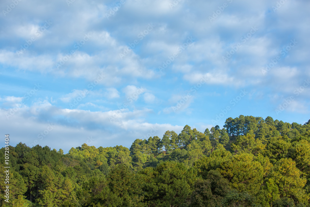 Green pine tree forest