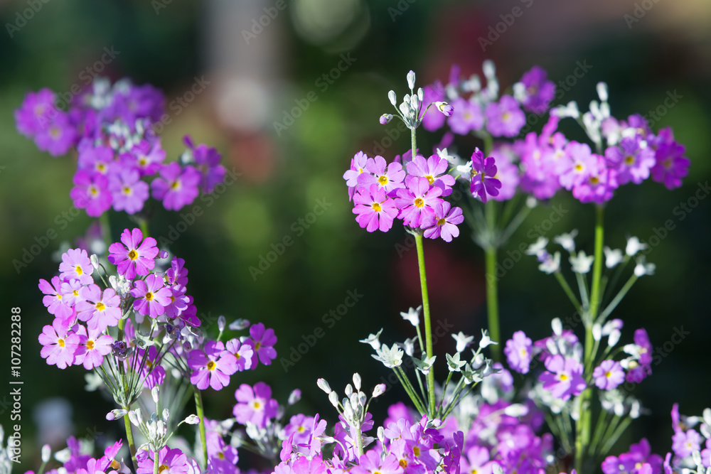 Fototapeta premium Purple primrose