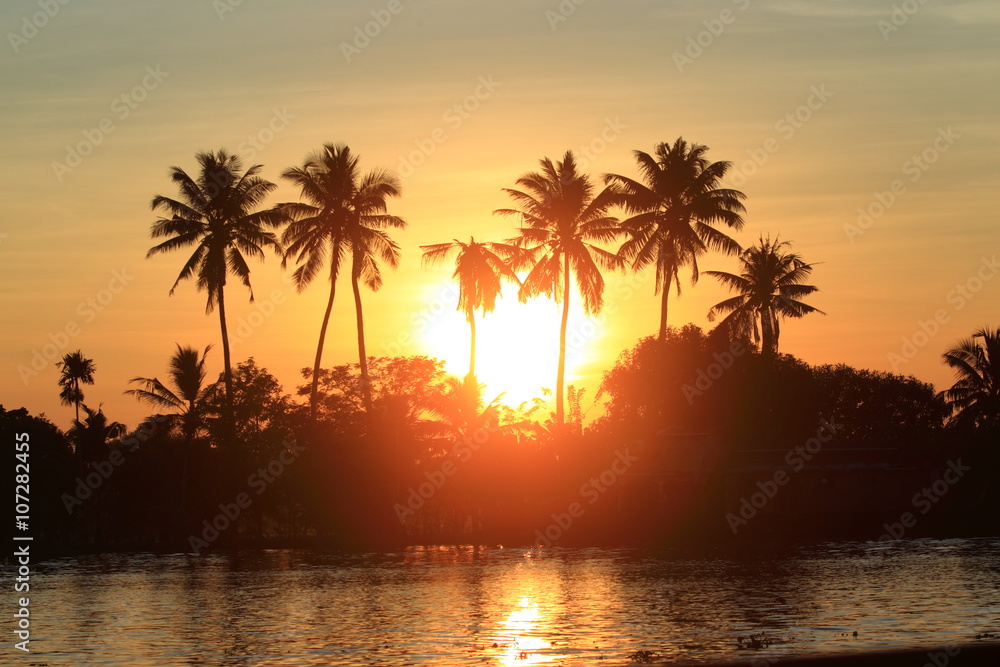 palm trees/ beautiful view of an island filled with palm trees in the back waters of India
