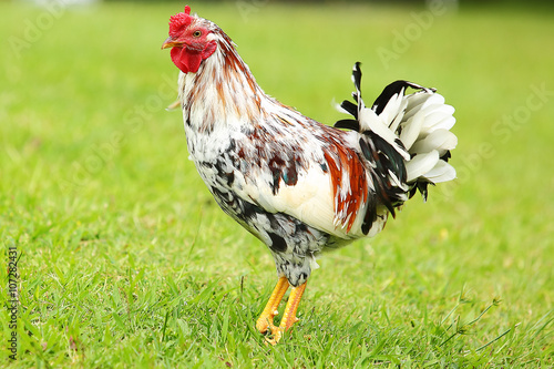 Brightly colored feral rooster