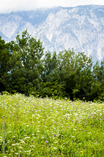 Fototapeta Naklejka Na Ścianę i Meble -  Beautiful nature of Austria