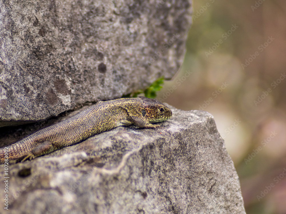 Lizard resting on a wall in the first Spring day - 3 Lizard resting on a wall in the first Spring day - 3