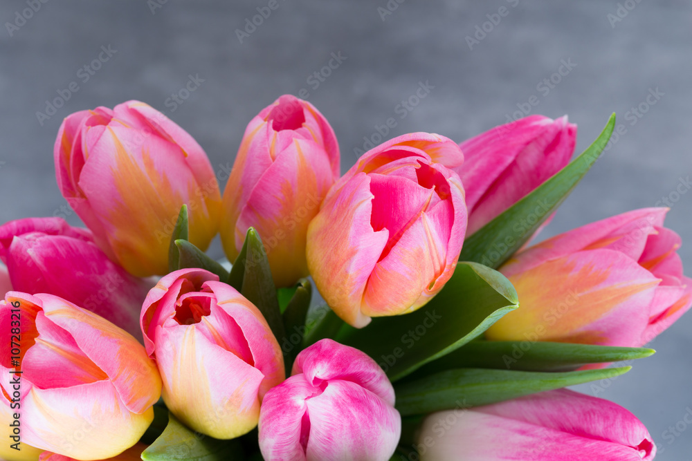 Fototapeta premium Tulip, flowers on the grey background.