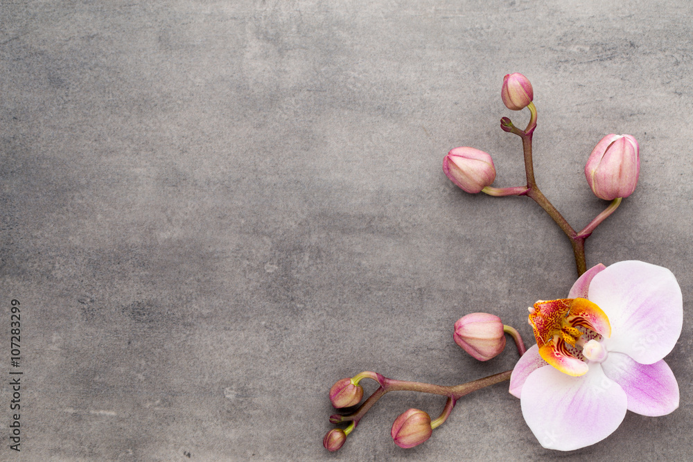 Spa orchid theme objects on grey background. Spa orchid theme objects on grey background.