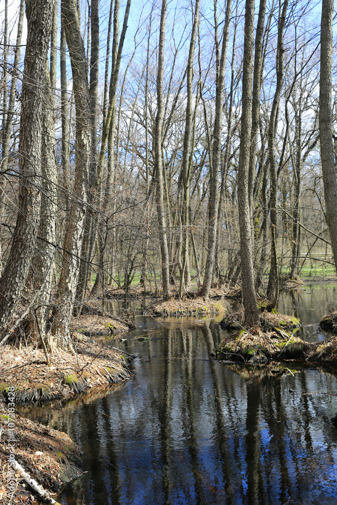 Obraz premium flooded trees in forest