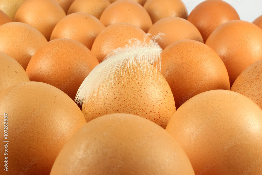 Several chicken eggs and feathers Several chicken eggs and feathers