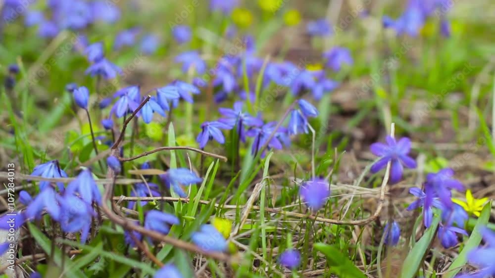 blue snowdrops in spring wood close up video motion video blue snowdrops in spring wood close up video motion video