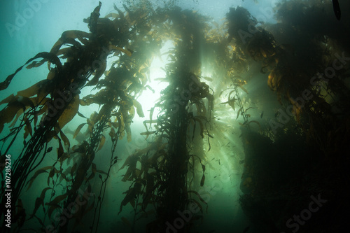 Giant Kelp Forest and Sunlight © ead72