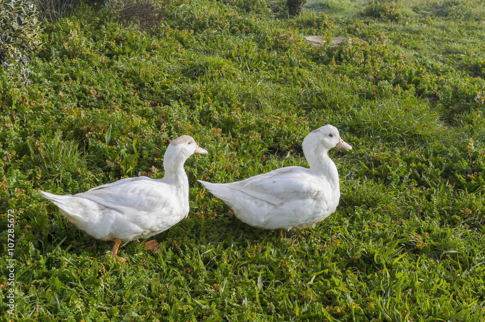 Obraz premium Pareja de patos.