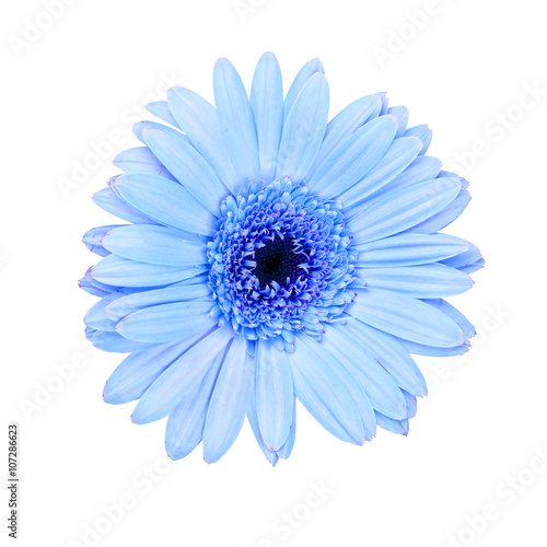 Pink gerbera daisy isolated on white background