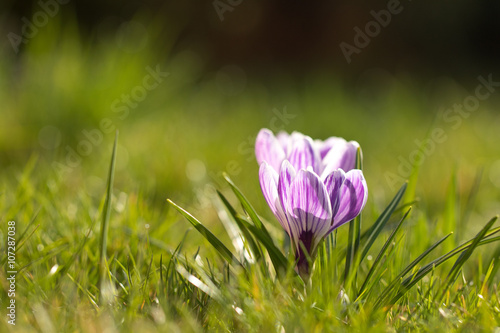 Two Purple Crocus Flower in Morning Spring Sunlight